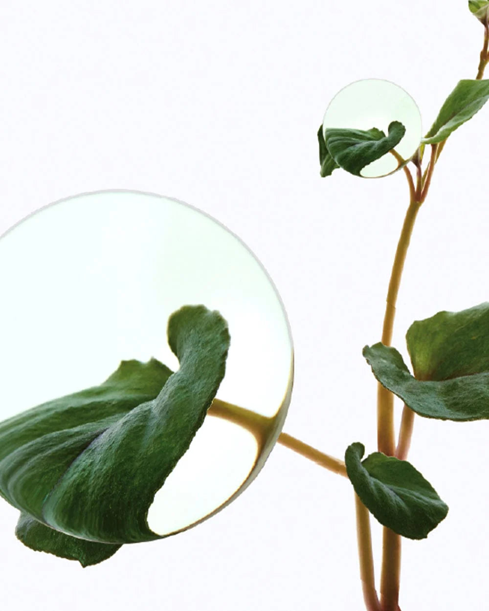 Loción Anua Heartleaf 70, hidratante facial con ácido hialurónico para piel sensible, ligera, cuidado de la piel coreano