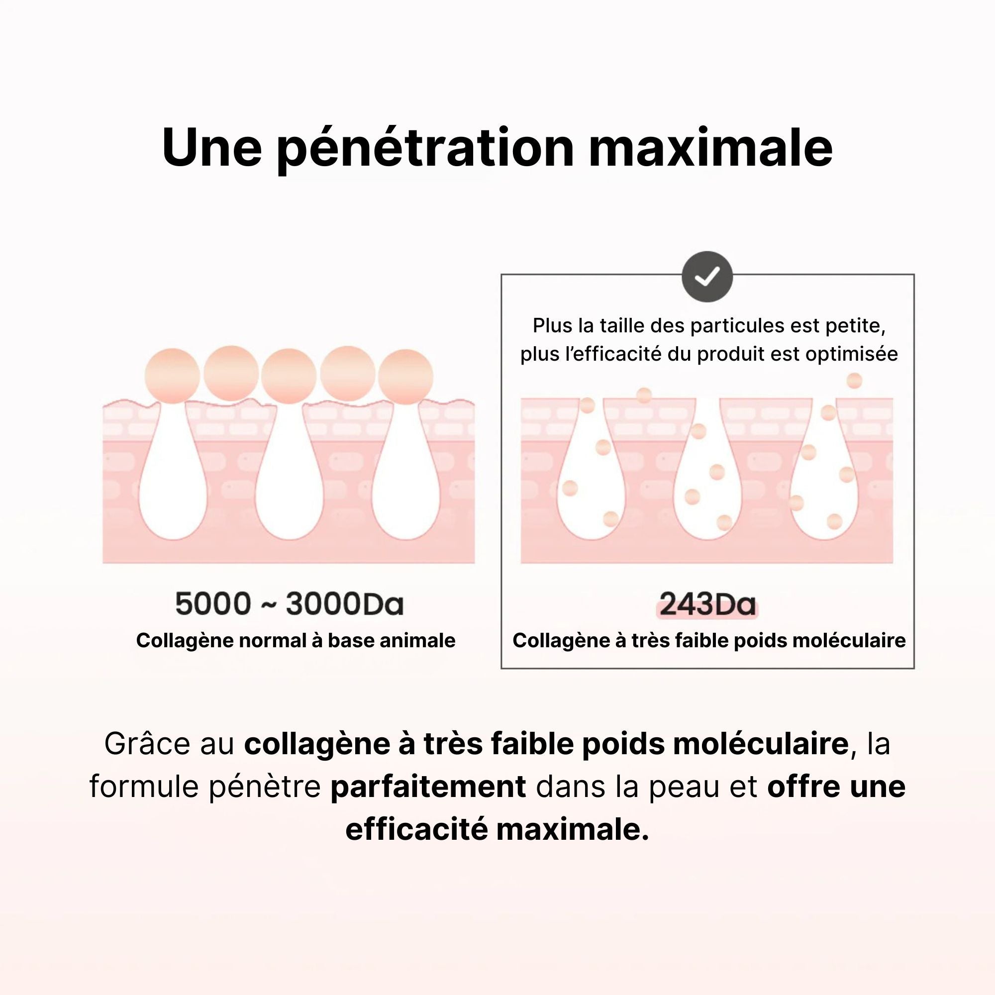 Collagène hydrolysé 243 daltons pour absorption optimale dans l’épiderme