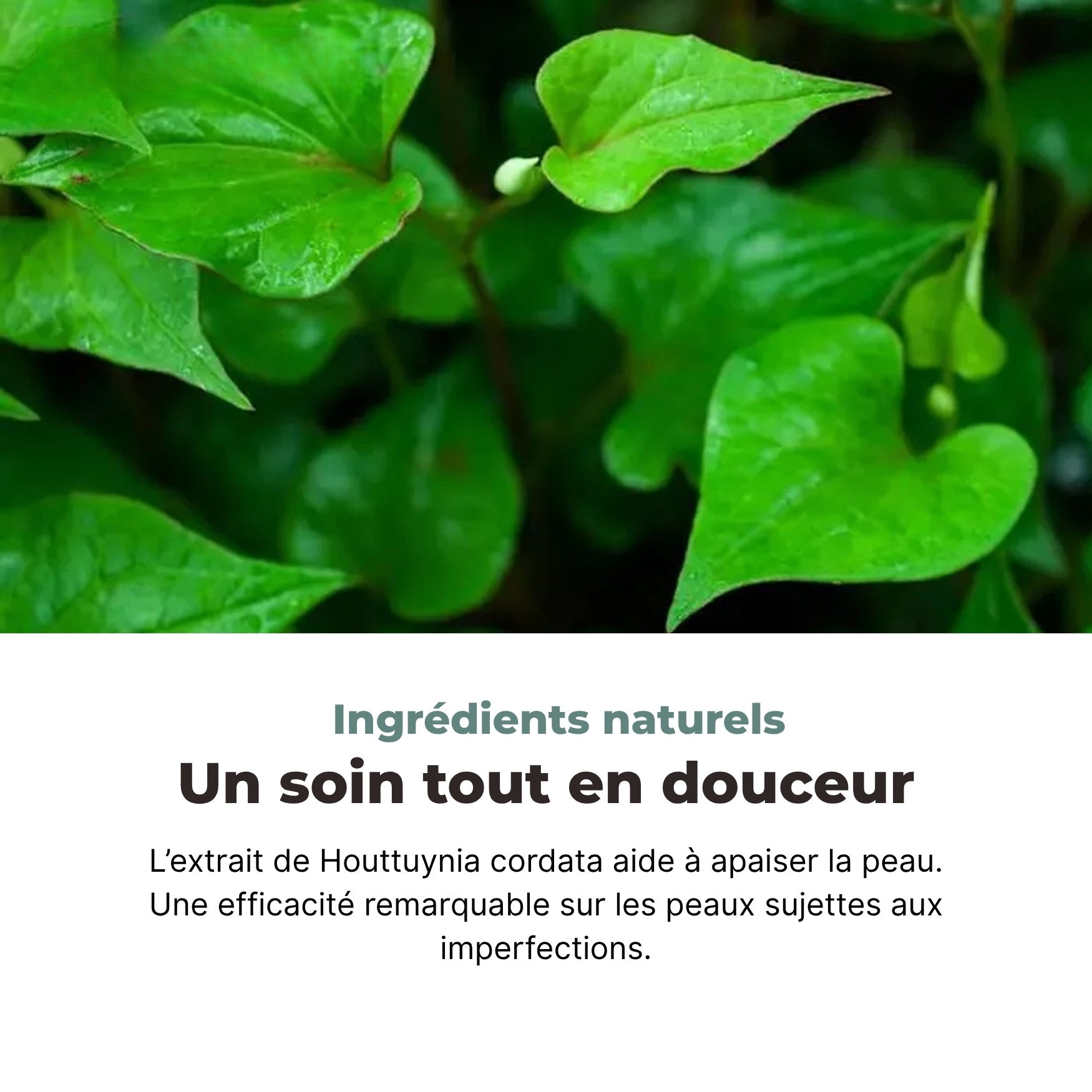 Routine K-Beauty avec les Heartleaf 77 Toning Pads pour peau apaisée et hydratée

